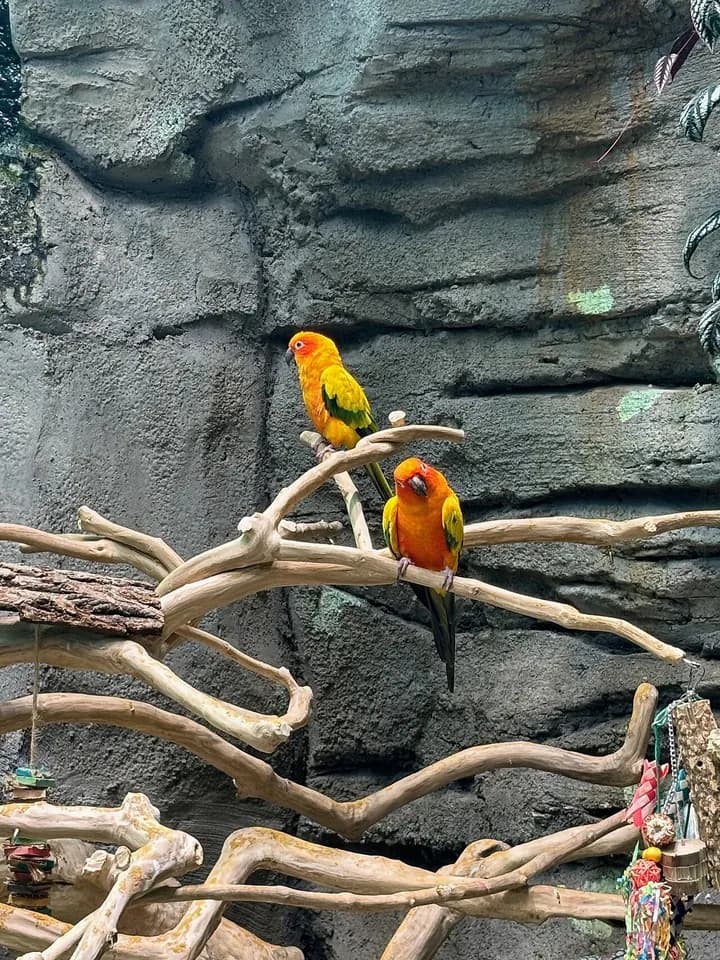 Two colorful birds in the Life exhibit at Orlando Science Center