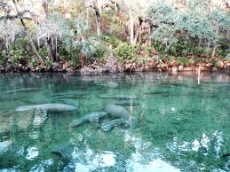Blue Springs State Park winter manatee habitat